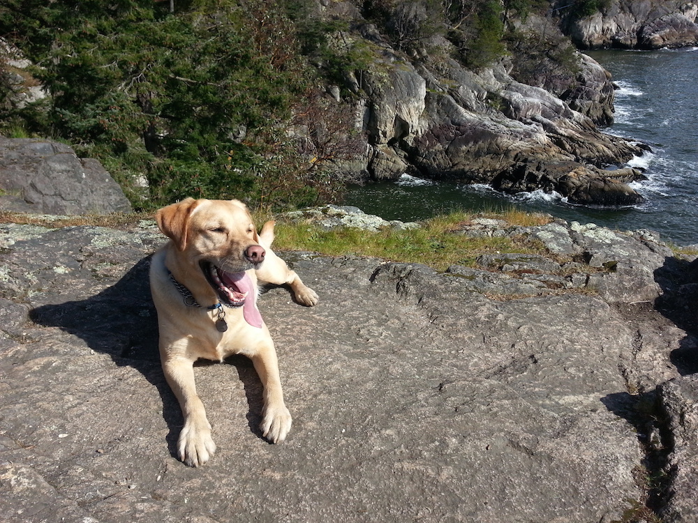 dog sunbathing on rock