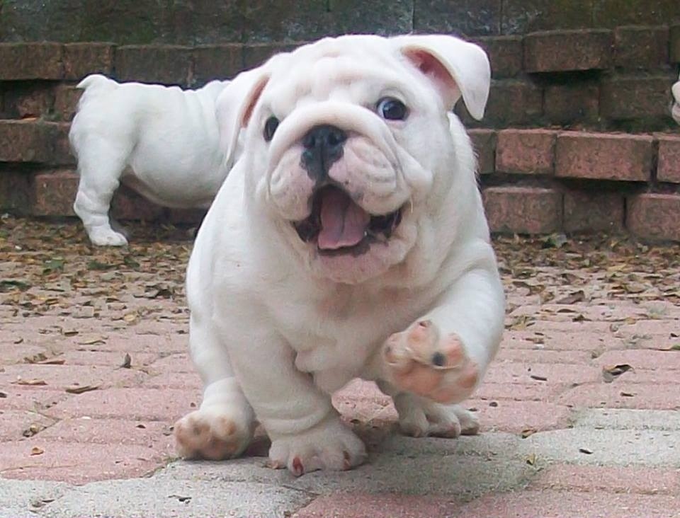 Fat bulldog puppy.