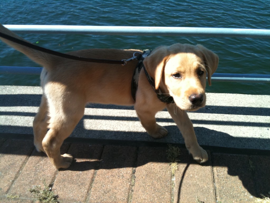 puppy by water