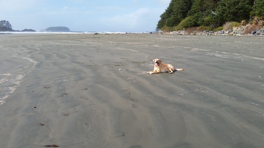 dog on chesterman beach