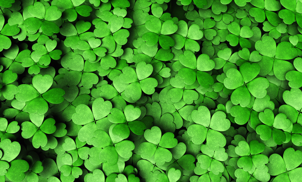 top view of a expanse of four-leaf clovers of different height and dimensions